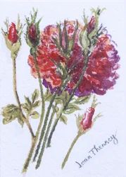 Little Red Roses, 2005, (wc käsintehdyllä vesiväritaululla)